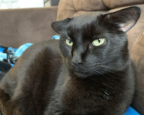 My cat has permanent airplane ears. This is her happy face. And angry ...