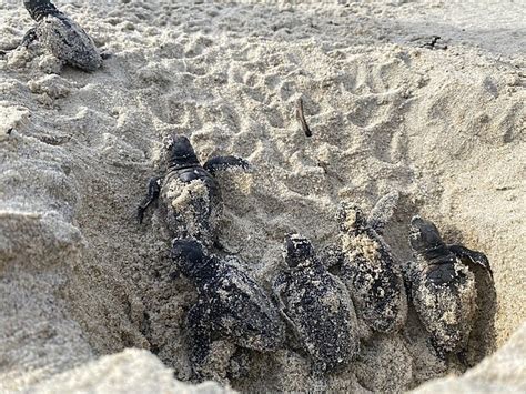 Loggerhead Sea Turtle Hatchlings 的图像结果
