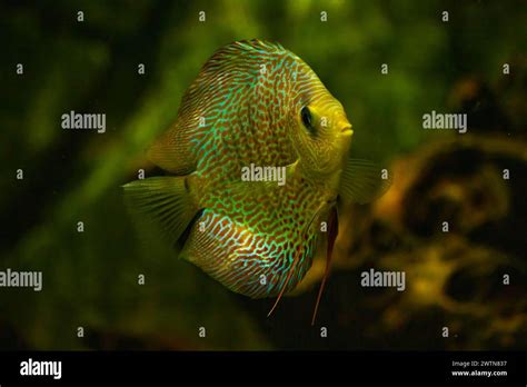 Image result for Discus Fish Water Conditions