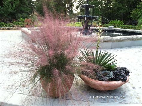 Pink Muhly Grass