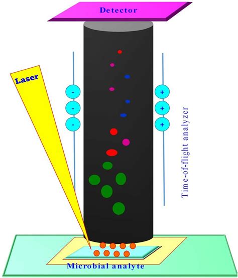 Image result for MALDI-TOF MS Data Calculation
