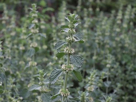 Growing Horehound Herb Plant In The Garden