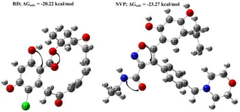 Understanding the Hsp90 N-Terminal Dynamics: Structural and Molecular ...