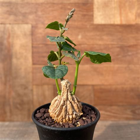 Matelea cyclophylla【マテレア・シクロフィラ】 | rimosgreen 手に取ってみたい、美しいサボテンと多肉植物の専門店