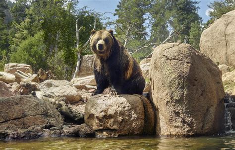 The ferocious American grizzly bear can grow to weigh 400, 500, even ...