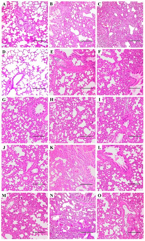 Experimental Infection of Rats with Influenza A Viruses: Implications ...
