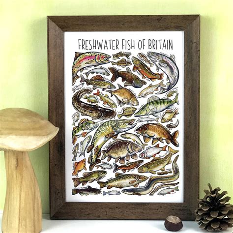 Freshwater Fish Of Britain Wildlife Print By Alexia Claire