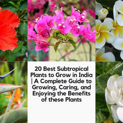 Best Gardening Tips | News and Care — Tagged "passion fruit" — Mahindra ...