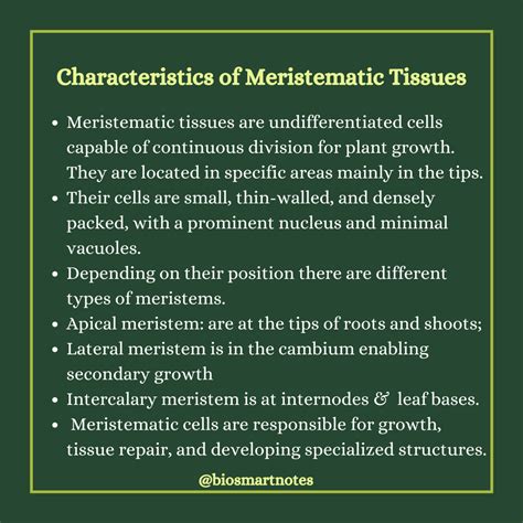 Characteristics of Meristematic Tissues