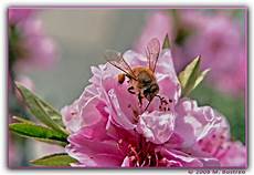 immagini sui fiori ape e fiori di pesco foto immagini macro e up immagini sui fiori ape e fiori di pesco foto immagini macro e up