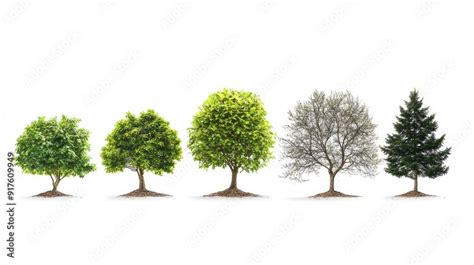 Tree Life Cycle 的图像结果
