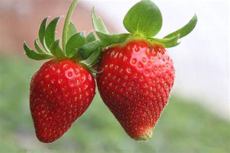 草莓的营养价值、功效与作用_健康大百科