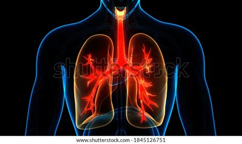 Image result for Lung Segmentation Using CNN