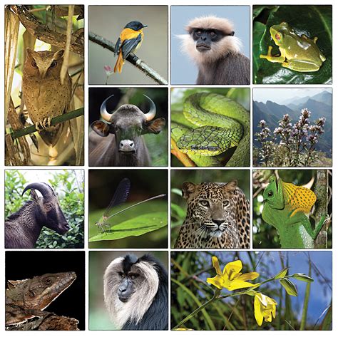 Western Ghats Animals And Birds India's Vanishing Birds