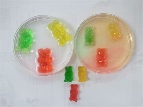 Fun and Easy Gummy Bear Science Experiement for Kids | Science Project ...