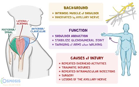 Deltoid: What Is It, Location, Function, and More | Osmosis