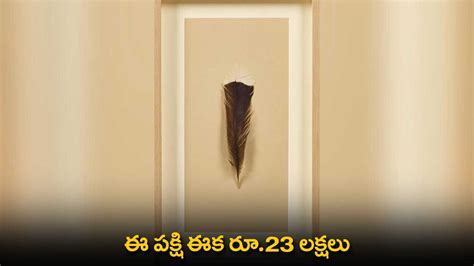 HUIA Bird : ఈ పక్షి ఈక రూ.23 లక్షలు | Feather of Extinct Birds Sold for ...