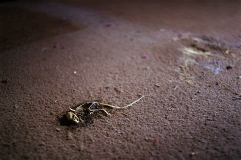 Francesca Gavin's Hell Bound: New Gothic Art | Dazed