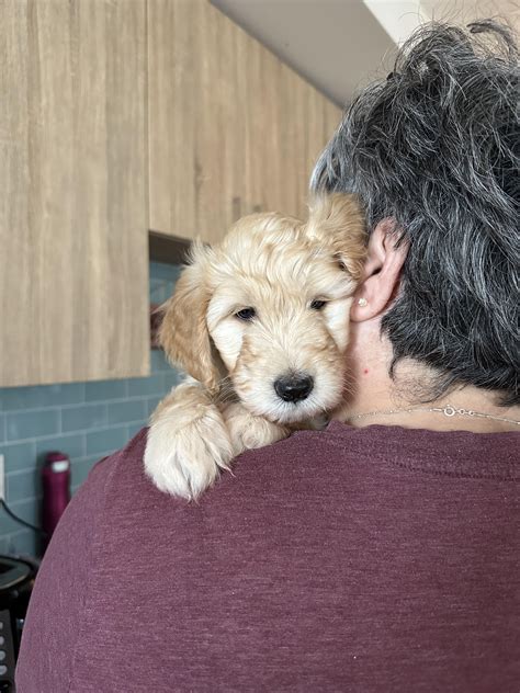 Miss Winifred! : r/labradoodles