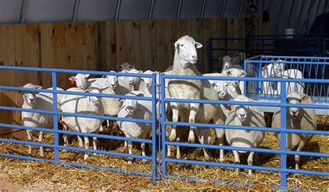 如何科学养羊，首先做好饲养管理工作 - 农敢网
