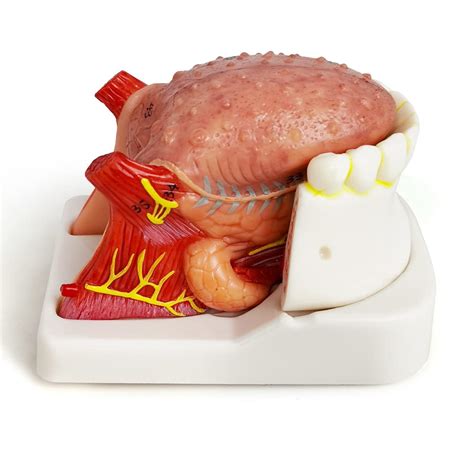 EVOTECH SCIENTIFIC Evotech Human Tongue Anatomy Model, 4 Part Life Size ...