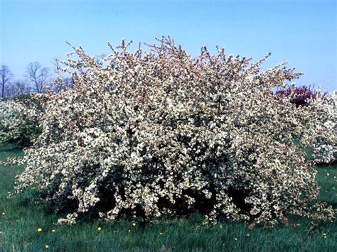 Malus sargentii 'Rosea' - pinkbud Sargent crab apple | The Dawes Arboretum