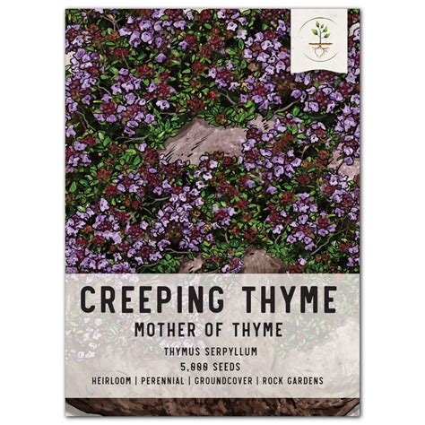 Mother of Thyme, Creeping Thyme Seeds For Planting (Thymus serpyllum ...