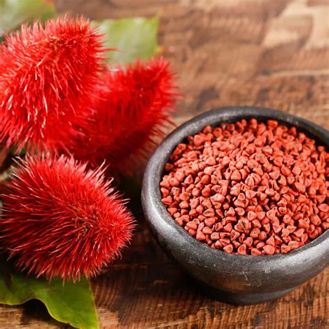 Sindoor, Lipstick Tree (Bixa Orellana) - Plant – Lalit Enterprise