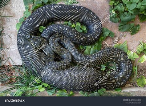 Image result for Large Diamond Python