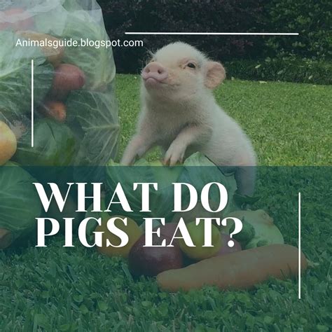 WHAT DO PIGS EAT?