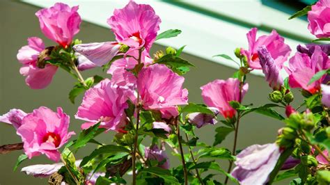 Tips And Tricks To Keep Your Hibiscus Plant Growing And Thriving