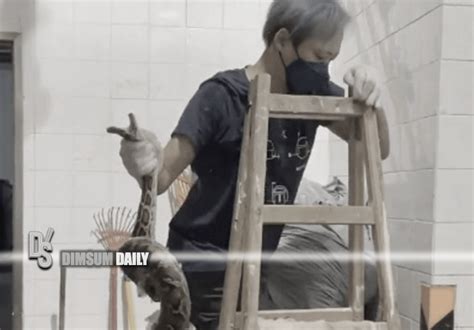 Image result for Python Catcher