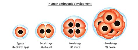 Image result for Evolutionary Development