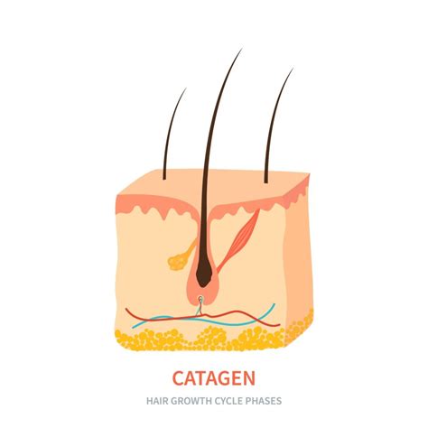 Everything you need to know about the stages of hair growth - Capilea México - phases of hair growth