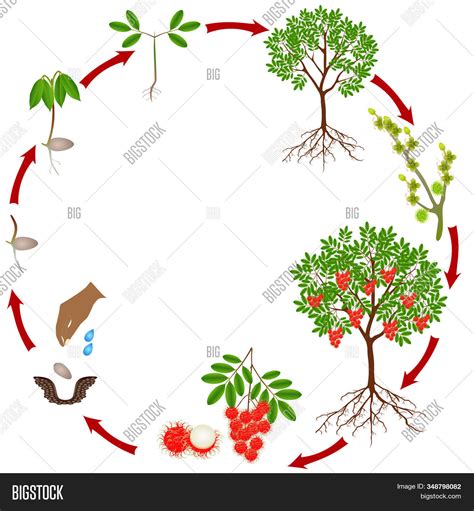 : векторная графика и фото (бесплатная пробная версия) | Bigstock