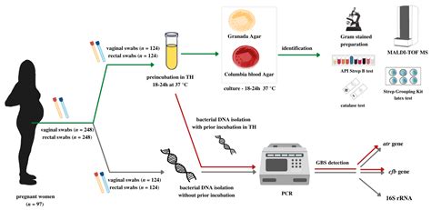 Do NAAT-Based Methods Increase the Diagnostic Sensitivity of Streptococcus agalactiae Carriage ...
