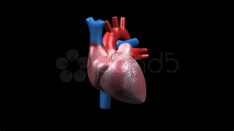 Anatomical Heart Wallpapers - Top Free Anatomical Heart Backgrounds - WallpaperAccess - Anatomy Human Heart Wallpaper