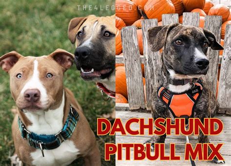 Dachshund Pitbull Mix - More Than Just A Hybrid Dog
