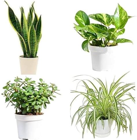 Live Beautiful Air Purifier Peace Lily Plant Spathiphyllum Air ...