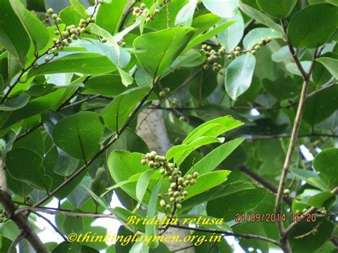 Medicinal Plant Details
