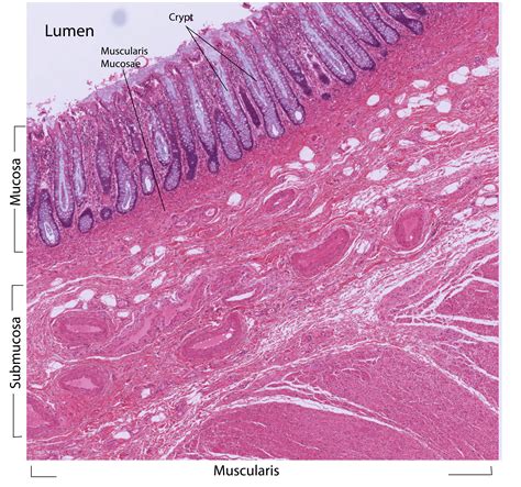 16.4: Small and Large Intestines - Medicine LibreTexts