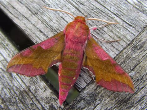 Elephant Hawk Moth