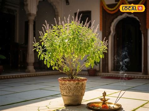 Gardening Tips: ಹೇಗೆ ಬೆಳೆಸಿದ್ರೂ ತುಳಸಿ ಗಿಡ ಒಣಗುತ್ತಿದ್ಯಾ? ಹಾಗಿದ್ರೆ ಈ ...