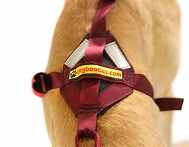 Image result for Saddle Harness for Dogs