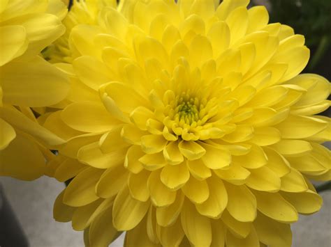 Spider Mums Plants For Sale at Jane Johns blog