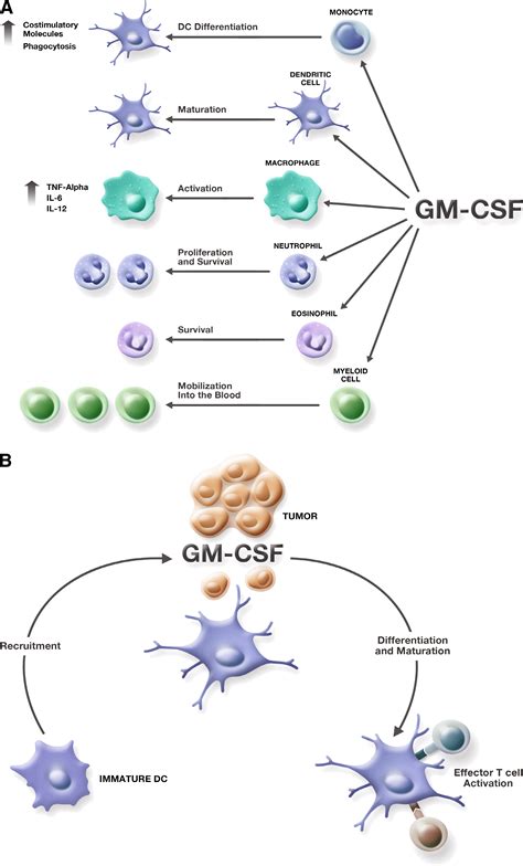 Current status of granulocyte–macrophage colony-stimulating factor in the immunotherapy of ...