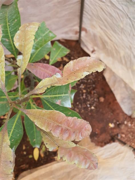 Image result for Mango Leaf Problems