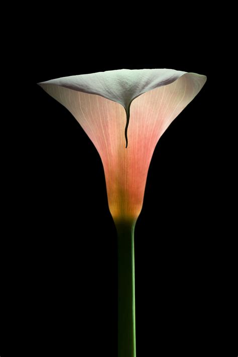 Nature Back View Portrait 的图像结果