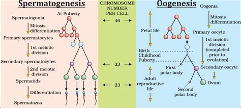 Important CBSE Class 12 Biology Diagrams with Label and Explanations ...