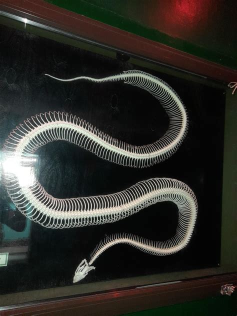 Image result for Python Skeleton